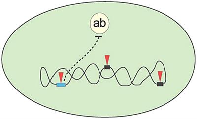 Biological evolution and human cognition are analogous information processing systems